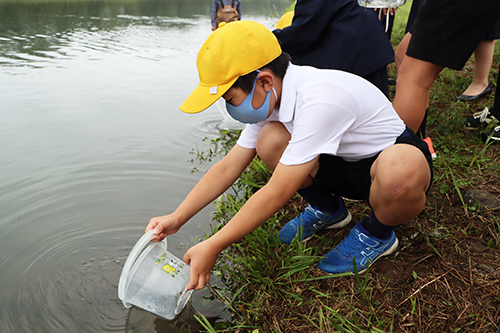 子どもたちはアユの稚魚を優しく放流