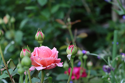 膨らみつつあるつぼみも見られた。これから見ごろを迎える花もある。