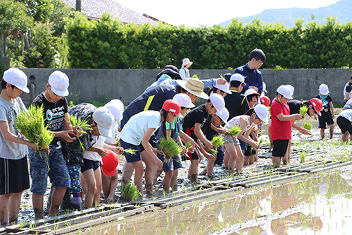 全校児童64人が田植え体験