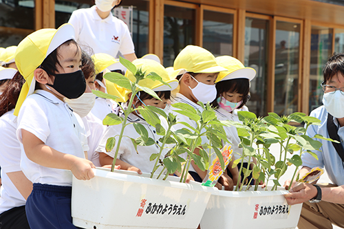 深川幼稚園の園児たちが育てたひまわりが市役所に贈呈された