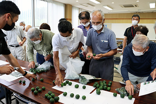 大きさや品質ごとへの分類方法を生産者で確認する