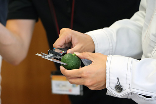 判定がむつかしいものは、ノギスを使って大きさを測定