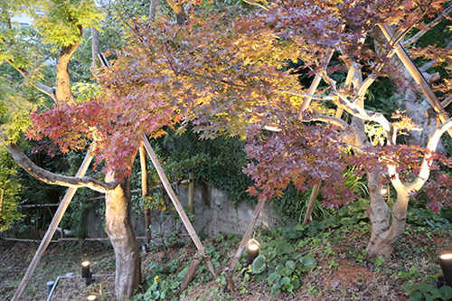 夜の長門湯本温泉街で紅葉をごろねして楽しむことができる