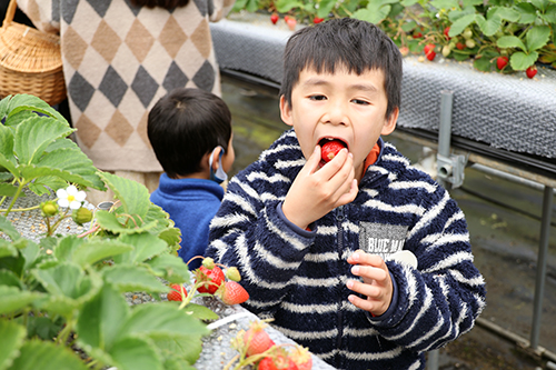 いちごをたくさん食べることができて子どもたちからも笑顔があふれる