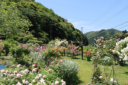 今年の一般公開は６月４日（日曜日）まで