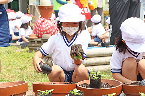 優しく丁寧に苗植えする児童