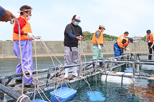 赤ウニの種苗を入れたカゴを投入