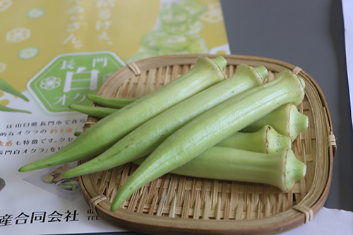 今月１２日から出荷がはじまる白オクラ。目合わせ会が行われた。