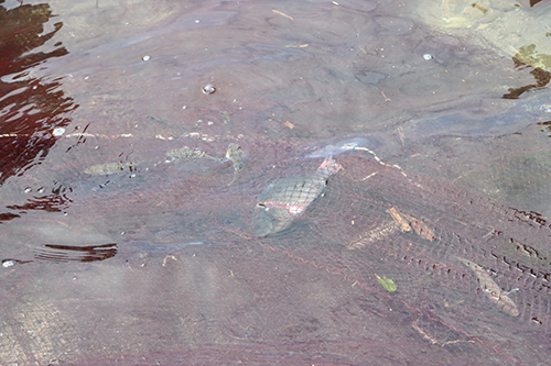 網の中にきらりと光る魚たち。
