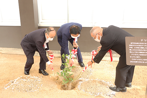 大日比ナツミカン原樹と同じDNAを持つ木の苗木を植樹