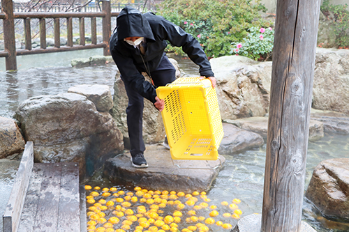 市の担当者が長門ゆずきちを足湯に入れる