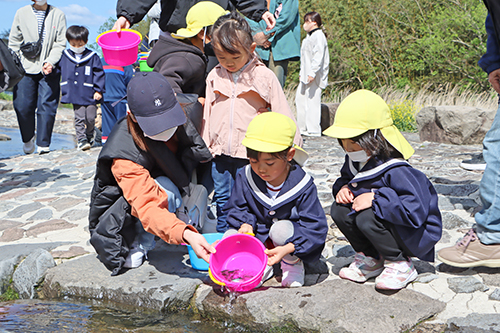 園児たちが4年ぶりに三隅川にアユを放流