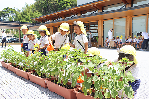 園児たちがひまわりに水やり