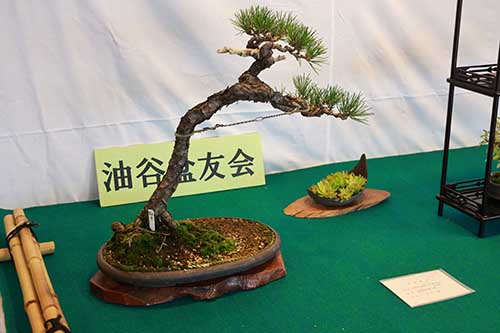 美しい盆栽