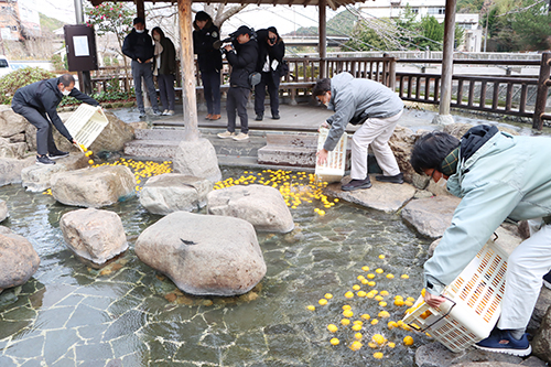 市の担当者が長門ゆずきちを足湯に入れる
