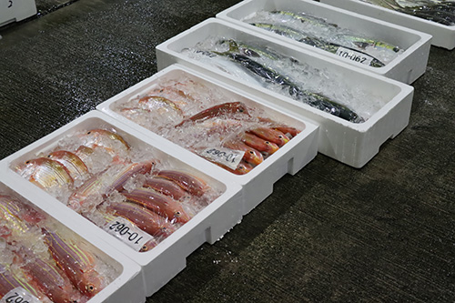 さまざまな種類の魚が水揚げされた
