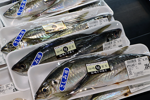 旬を迎えた仙崎のマアジ