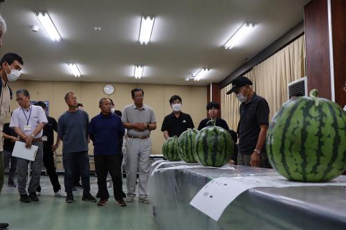 長門市日置の特産品「日置すいか」の出荷目慣らし会