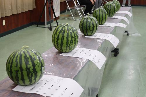 甘さが特徴の日置すいか。7月１日から出荷される。