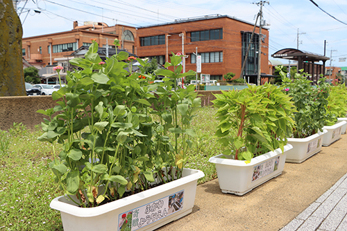 市役所市民広場に飾られます