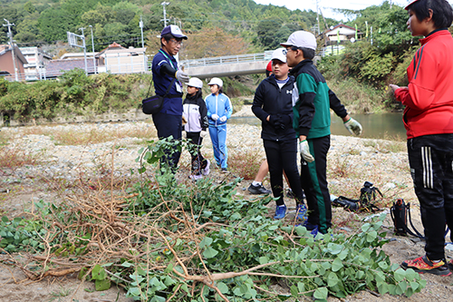 ナンキンハゼの繁茂が問題になっている