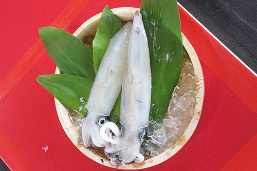 仙崎ぶとイカ旬宣言が発令されました