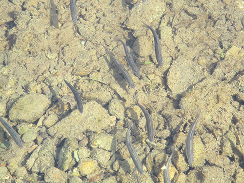 この日、約10センチのアユの稚魚が放流された