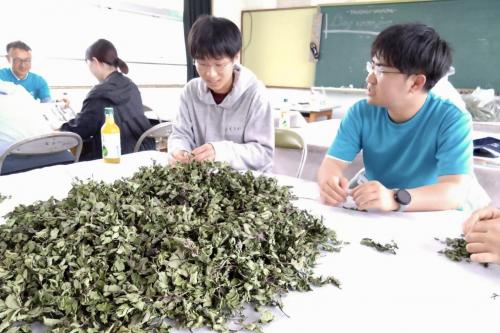 ハーブの種取りや乾燥ハーブ葉と茎を仕分ける作業