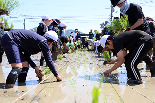 田植えを行う児童1