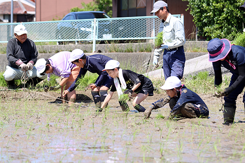 田植えを行う児童2