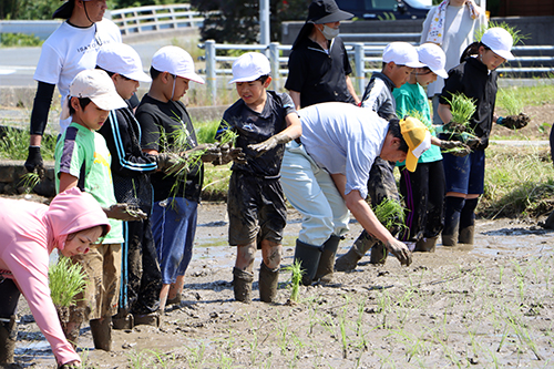 田植えを行う児童3