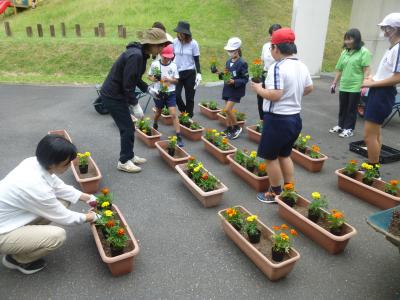 苗植え１