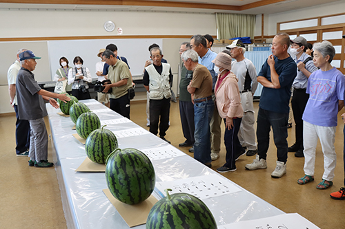 平均糖度12以上の日置スイカは、6月30日（月曜日）から順次出荷される