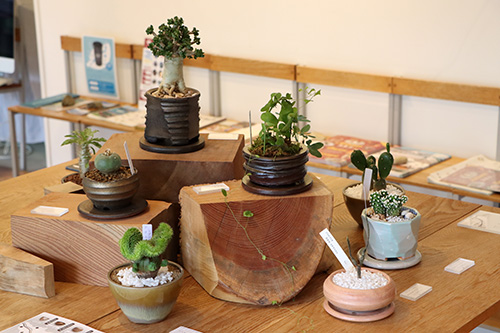 まちの番台で展示販売されている山村豊華園とのコラボレーション鉢植え