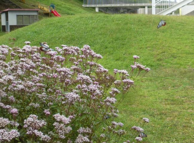 アサギマダラ1020