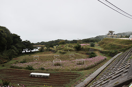 棚田百選に選ばれた「後畑棚田」を舞台に「棚田の花段」