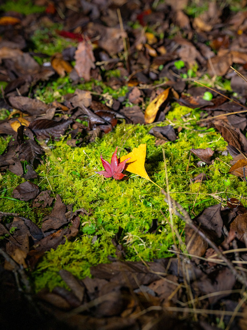 大寧寺紅葉の様子