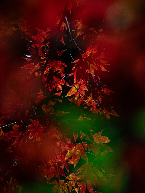 大寧寺紅葉の様子