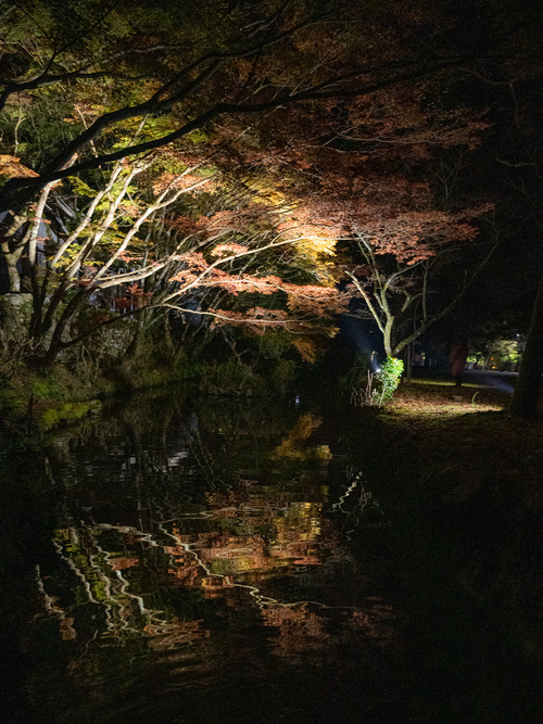 大寧寺紅葉の様子