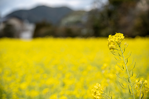 三隅湯免に咲く菜の花