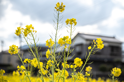 三隅湯免に咲く菜の花