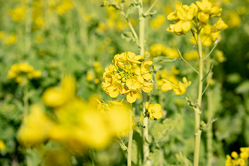 三隅湯免に咲く菜の花