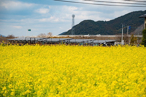 三隅湯免に咲く菜の花