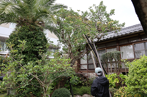 サンジュアンの木を視察