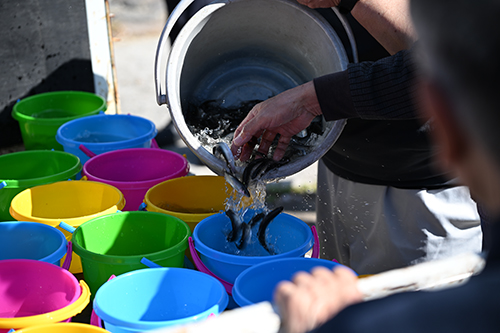 バケツに鮎の稚魚を分配する様子