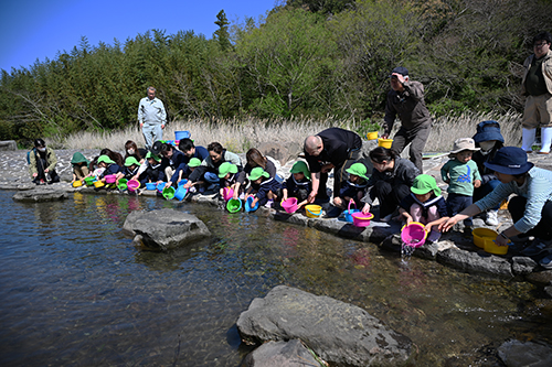 園児らが鮎の稚魚を放流する様子