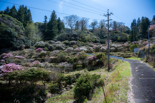 俵山しゃくなげ園の様子