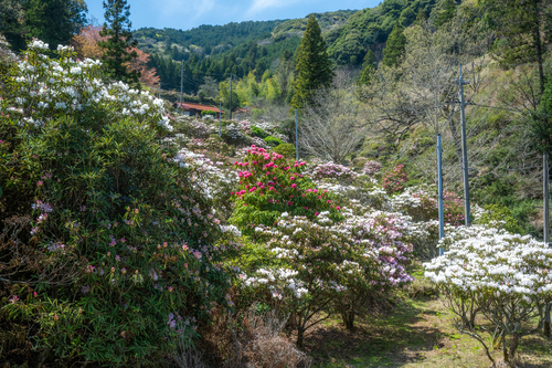 俵山しゃくなげ園の様子