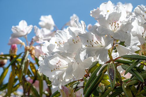 俵山しゃくなげ園の様子