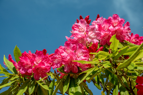 俵山しゃくなげ園の様子